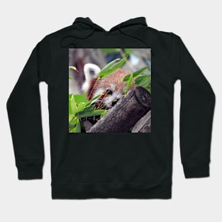 Red Panda Hoodie